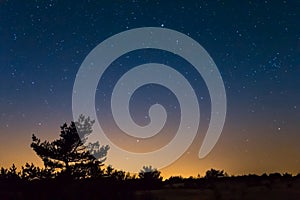 Pine tree silhouette on a night starry sky background