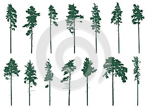 Pine tree silhouette, set. Forest coniferous tree. Vector illustration