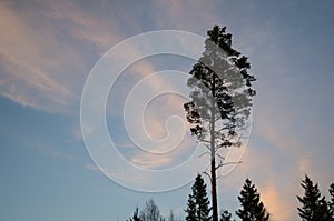 Pine tree silhouette