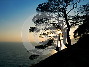 Pine tree silhouette at sunset