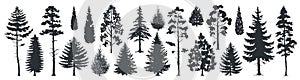 Pine tree silhouettes. Evergreen forest firs and spruces black shapes, wild nature trees templates. Vector woodland