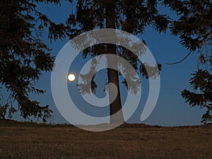Pine tree silhouettes by full moon in dark blue night rural scenery