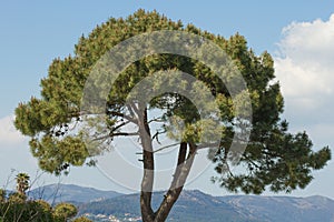 Pine tree with sky background