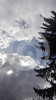 Pine tree, clouds, sky, nature