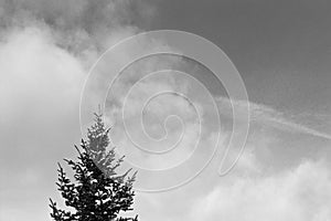 Pine Tree and Sky