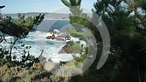Pine tree slow motion Piont Lobos scenic landscapes of Big Sur coast of the pacific ocean