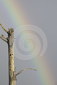 Pine tree snag with woodpecker holes with rainbow behind it