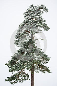 Pine tree with snow