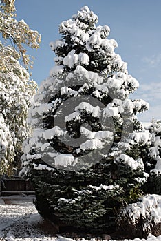 Pine tree with snow on the branches