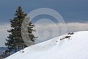 Pine tree and snow