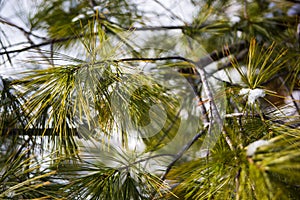 Pine tree with snow on sunny day in macro