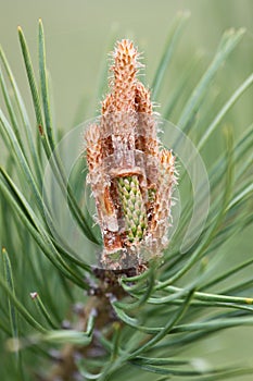 Pine tree in spring