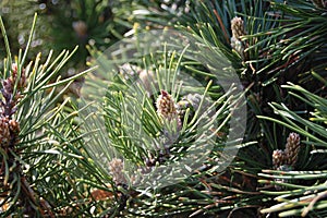 Pine Tree in Spring