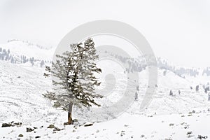 Pine tree standing alone in winter landscape