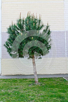 Pine tree stands lonely lawn isolated on green grass