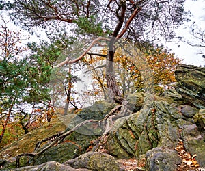 Pine tree on a rocky hill during autumn photo