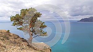 Pine tree on a steep cliff with a sea and mountains view in Crimea.