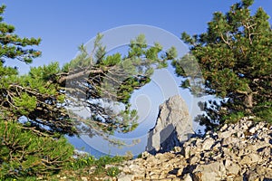 Pine tree on a steep cliff with a sea and mountains view in Crimea.