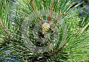 Pine tree with strobile