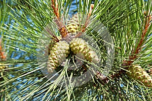 Pine tree with strobile