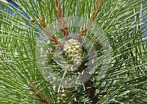 Pine tree with strobile