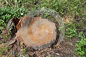 pine tree stump