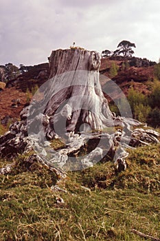 Pine tree stump, Caledonian forest