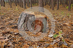 Pine tree stump in the clearing in the forest