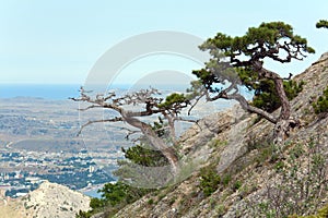 Pine tree on summer mountain hill (Crimea)