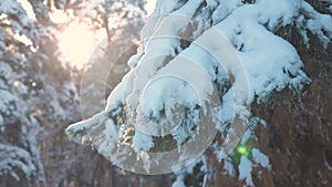 Pine tree sunlight branch glare winter landscape during sunset. winter pine the sun forest in the snow sunlight movement