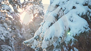 Pine tree sunlight branch glare winter landscape during sunset. winter pine the sun forest in the snow sunlight movement