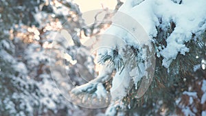 Pine tree sunlight branch glare winter landscape during sunset. winter pine the sun forest in the snow sunlight movement