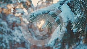 Pine tree sunlight branch glare winter landscape during sunset. winter pine the sun forest in the snow sunlight movement