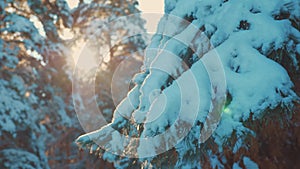 Pine tree sunlight branch glare winter landscape during sunset. winter pine the sun forest in the snow sunlight movement