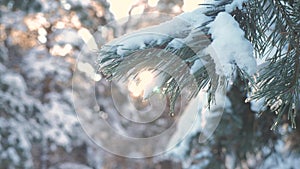 Pine tree sunlight branch glare winter landscape during sunset. winter pine the sun forest in the snow sunlight movement