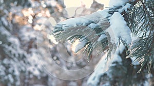 Pine tree sunlight branch glare winter landscape during sunset. winter pine the sun forest in the snow sunlight movement