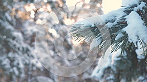 Pine tree sunlight branch glare winter landscape during sunset. winter pine the sun forest in the snow sunlight movement