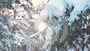 Pine tree sunlight branch glare winter landscape during sunset. winter pine the sun forest in the snow sunlight movement