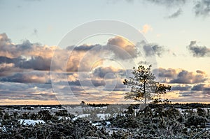 Pine tree at sunrise