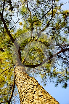 A pine tree in the sunshine under blue sky