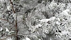 Pine tree sway in the wind, Winter holidays background