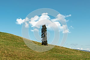 Pine tree in a Swiss field