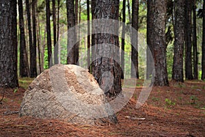 Pine Tree and termite nests