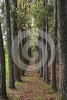 The Pine tree in thailand