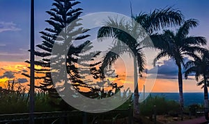 Pine tree and the three non fruit-baring coconut tree over a beautiful sunset