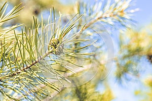 Pine tree with three species pine cones in the spring forest on the blue sky spring background