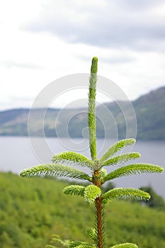 Pine tree top