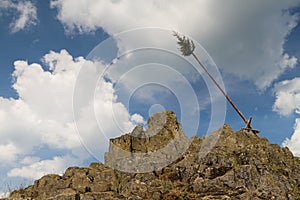 Pine tree on top of the Bilstein mountain