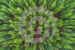 Pine tree tops - aerial view.