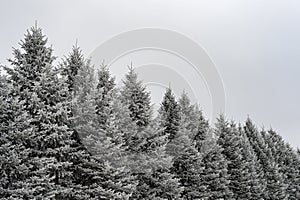 Pine Tree Tops Covered in Rime Frost